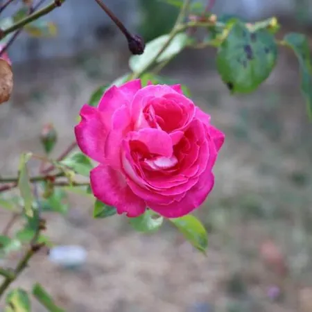 Сasa de vacaciones Vivenda Alju Ourém