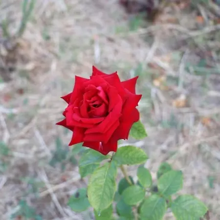 Vivenda Alju Сasa de vacaciones *