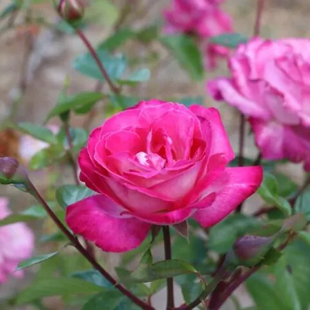 Сasa de vacaciones Vivenda Alju Ourém