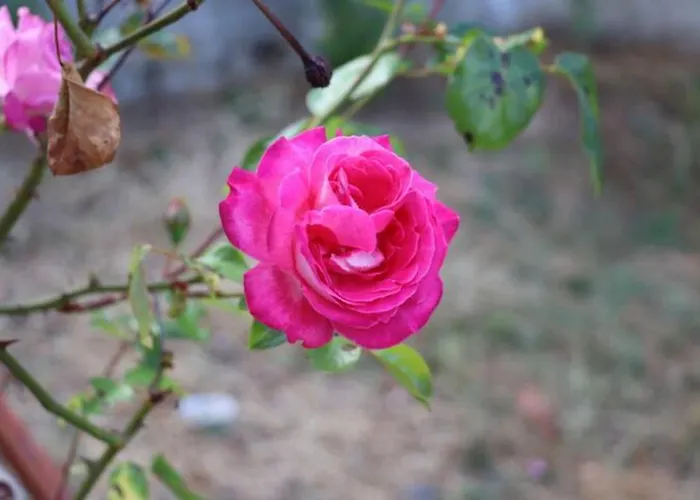 度假居 Vivenda Alju 奥雷堡垒