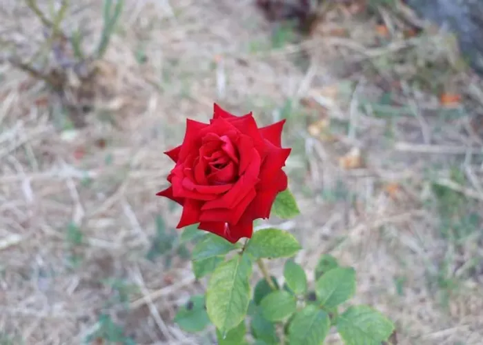 Vivenda Alju 度假居 *