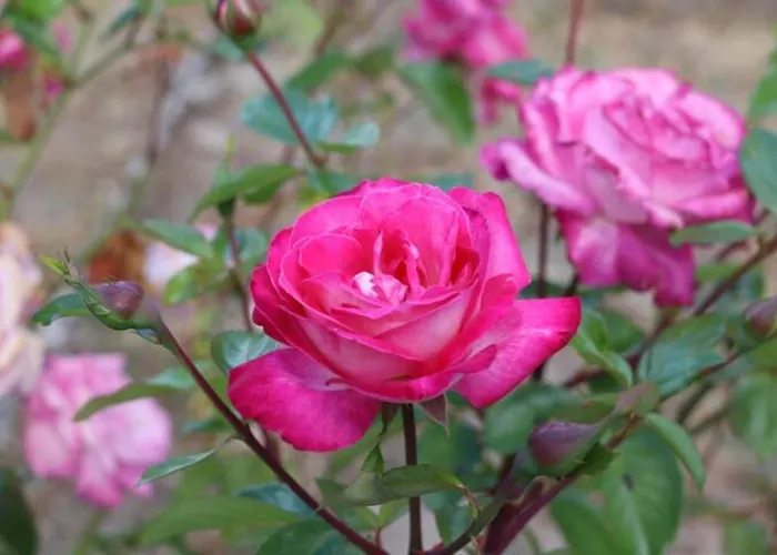 Dom wakacyjny Vivenda Alju Ourém